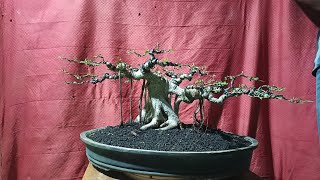 CEK BAHAN BONSAI TERBARU PROSPEK NEGO DI PAK JONET. 0812-5248-0381