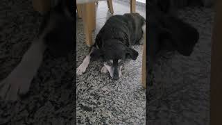 Saudades da eterna Julie! #cachorro #idoso #pets