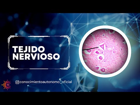 Vídeo: Diferencia Entre Tejido Nervioso Y Sistema Nervioso