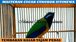 MASTERAN CUCAK CUNGKOK ISTIMEWA ~ ISIAN PANCAWARNA AKAR PARKIT UNTUK MURAI KACER C.IJO ANIS CENDET