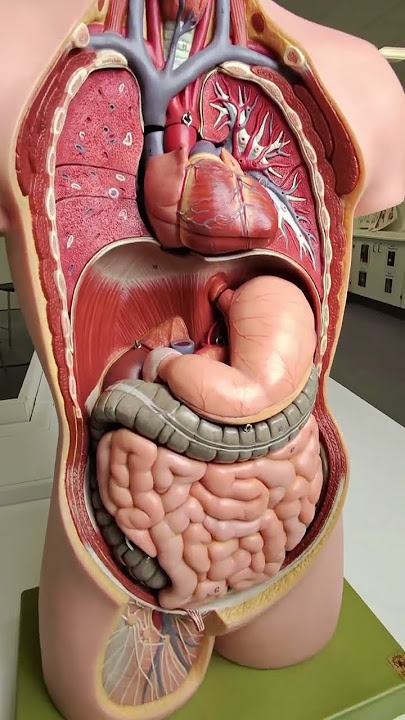 Anatomy of butterflies in your stomach