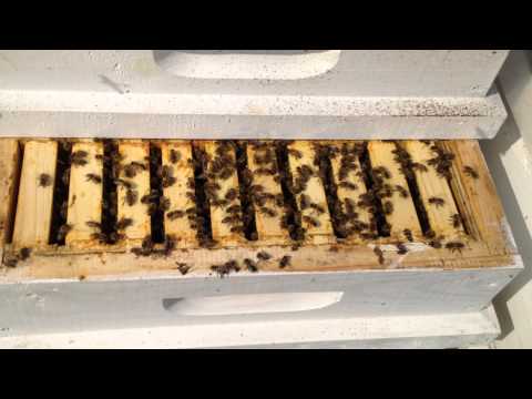 Видео: Хранене на пчелите със захарен сироп за зимата: правила и пропорции