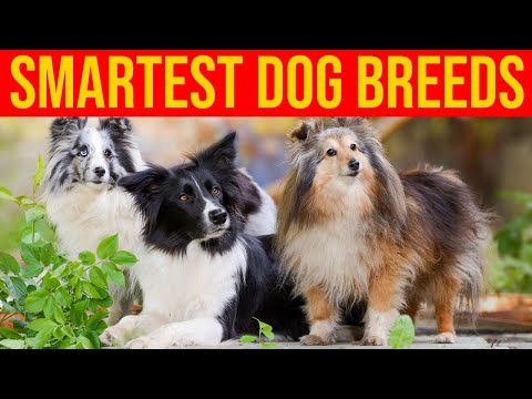 Top 10 Smartest And Most Intelligent Dog Breeds