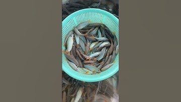Cá heo giống. Cá heo #cá_giống #trại_cá_giống_út_me #fish #traicagiongdongthap 0909770509