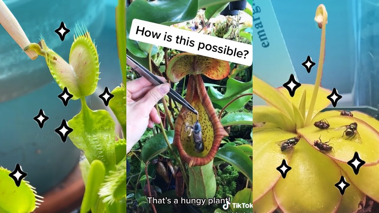 Planttok 🐛 Carnivorous House Plants 🐞 TikTok Compilation