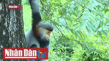 Bảo vệ voọc chà vá chân xám tại Phú Yên | Tin văn hóa xã hội tối 11/2