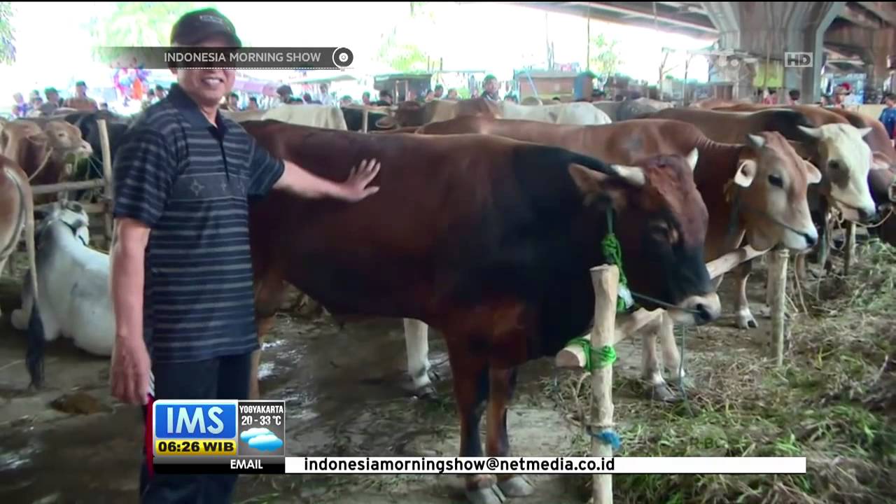 Pasokan Berkurang, Harga Sapi Kurban Semakin Mahal - IMS 