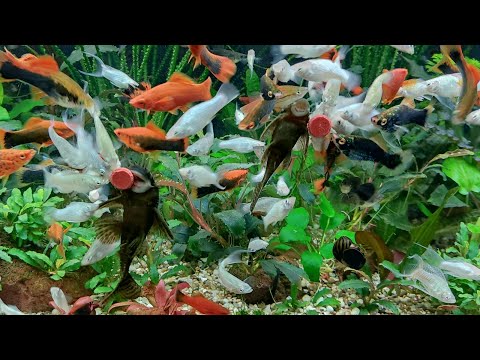Видео: Мои аквариумы 4 декабря