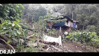 Suara Puyuh Hutan Sumatra Full Lagu Mp3 Dan Video Mp4