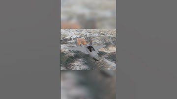 Jett Model I Made - What Yall Think? #blender3danimation #animation #blender