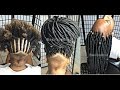 #133. FAUX DREAD LOCS 18' . SAMSBEAUTY.COM