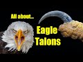 All about eagle talons