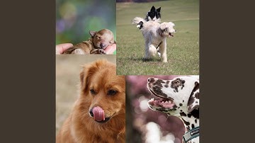 Pulsating Moods for Funny Dogs