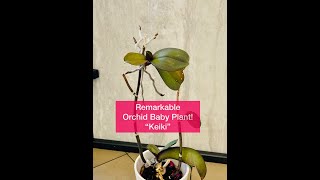 Spontaneous Orchid Plant: Keiki (Phalaenopsis) Shirley Bovshow #shorts