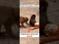 Punch-kun & Moe-chan (Momo-chan) #shortsyoutube #monkey #macaquemonkey #macaque #viralmonkey #shorts