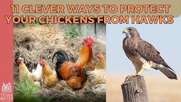 11 Clever Ways to Protect Your Chickens from Hawk Attacks!