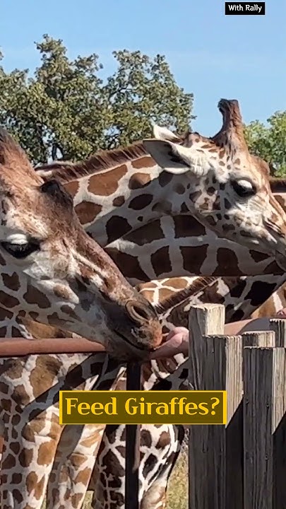 the-most-popular-animal-in-the-world