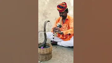 Snake Charming Flute Music 