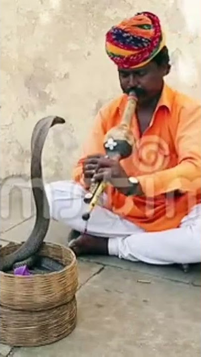 Snake Charming Flute Music
