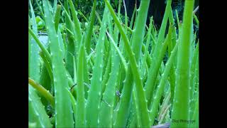 Aloe Vera as Healing Pink Noise Audio screenshot 4