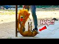 Fake tiger moving prank real dog  must watch funny prank try not to laugh