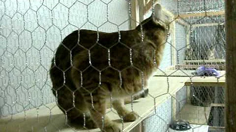 Watch the video about F2 Female Savannah Cat Hissing & Growling