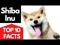 Shiba Inu Top 10 Facts About The Shiba Inu!!