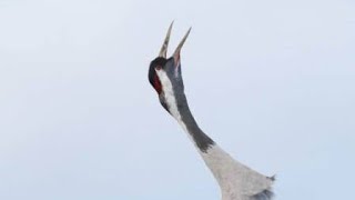 Amazing cranes birds|sound| koonje|saras|@wildbirds88 @WildInsideYT #new #FarahKhan  #sharing
