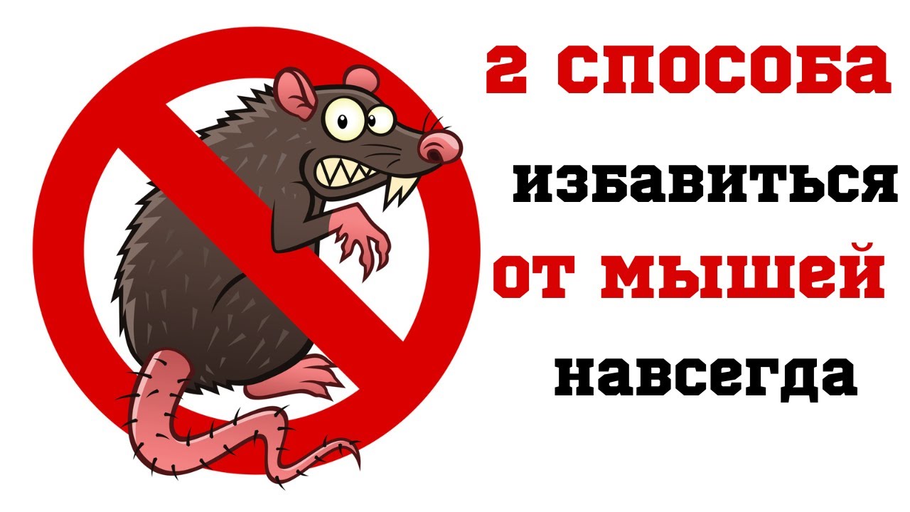 2 СПОСОБА ИЗБАВИТЬСЯ ОТ МЫШЕЙ БЫСТРО И НАВСЕГДА - YouTube