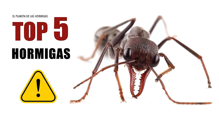 LAS 5 HORMIGAS MÁS PELIGROSAS DEL MUNDO 💀 - VENENOSAS Y LETALES - EL PLANETA DE LAS HORMIGAS