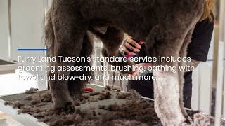Tucson At-Home Professional Dog & Cat Grooming: Full-Service Mobile Salon For Stress-Free Pet Care