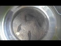 金魚鉢 シロヒレタビラとマツカサ貝