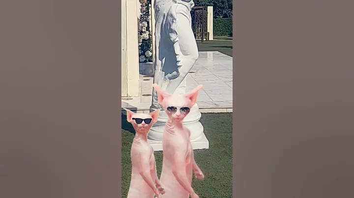 Video 10424481: sphynx cat explore, cute funny sphynx cat, beautiful sphynx cat, meow cute cat dance, enjoy cat dance, funny cat live