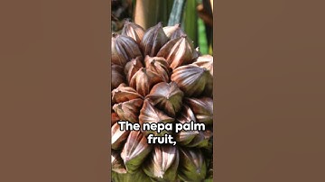Nipa Palm Fruit: Nature