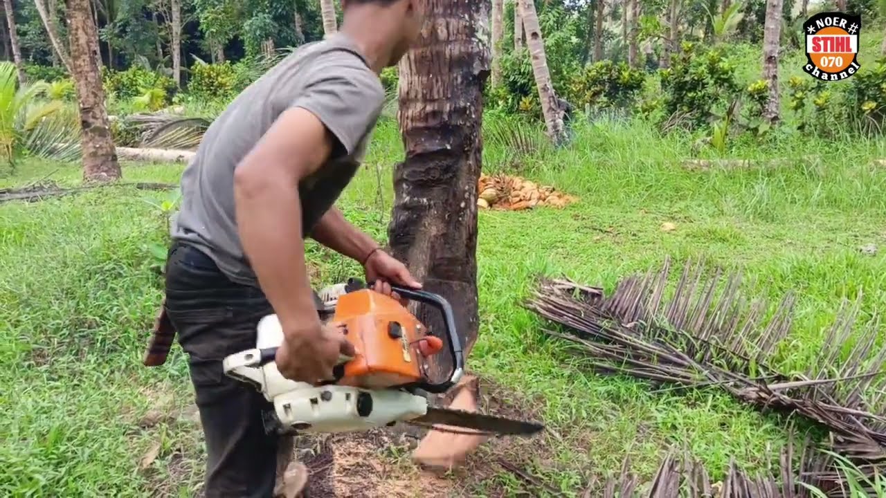 WOOW‼️Penebangan pohon kelapa 20 hektar