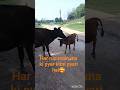 mother cow love 🥰#shortvideo #cowvideos #ytshorts #shortsfeed #cowlover #viralshorts #cowmandi