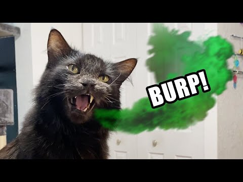 Video: Cats Burp?