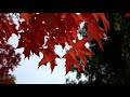 Relaxing music for meditation, concentration and calm. Autumn Sadness Музыка для успокоения.