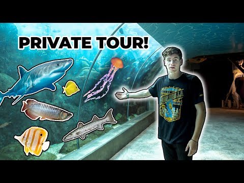 monster-fish-+-aquarium-tour!!!