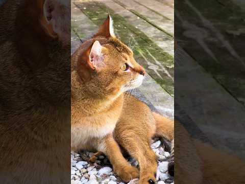 Видео: Ленивые котики 😽