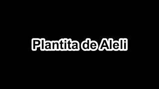 Plantita de Aleli - Tutorial Charango
