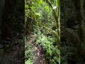 the actual jungle in colombia near salento