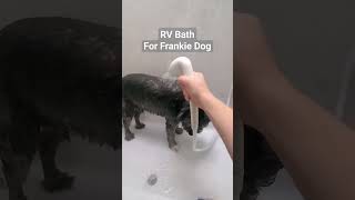Giving Dog a Bath in RV with Oxygenics Showerhead | Soles of My Traveling Shoes