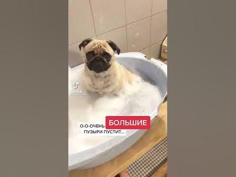 Собака «пукнула» когда принимала ванну 🤣 Приколы с собаками - YouTube