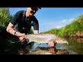 Fishing sea run brown trout in small creek fishing here for the first time