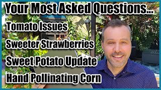 Its faq friday and i'm answering more of your questions! covering
tomatoes, corn, strawberries, peppers, sweet potatoes, much more!
products mentioned in...