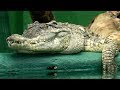 Croc Man The Series - Inspection | Crocodile Zoo Documentary Series | Natural History Channel