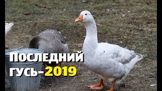 Последний гусь-2019//Почему мы - не веганы?