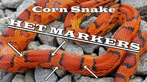 Corn Snake HET MARKERS... Sort of? Corn Snake Morph Deep Dive~EXTRA #1