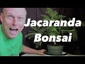 Bonsa jacaranda  partir de graines de 25 ans